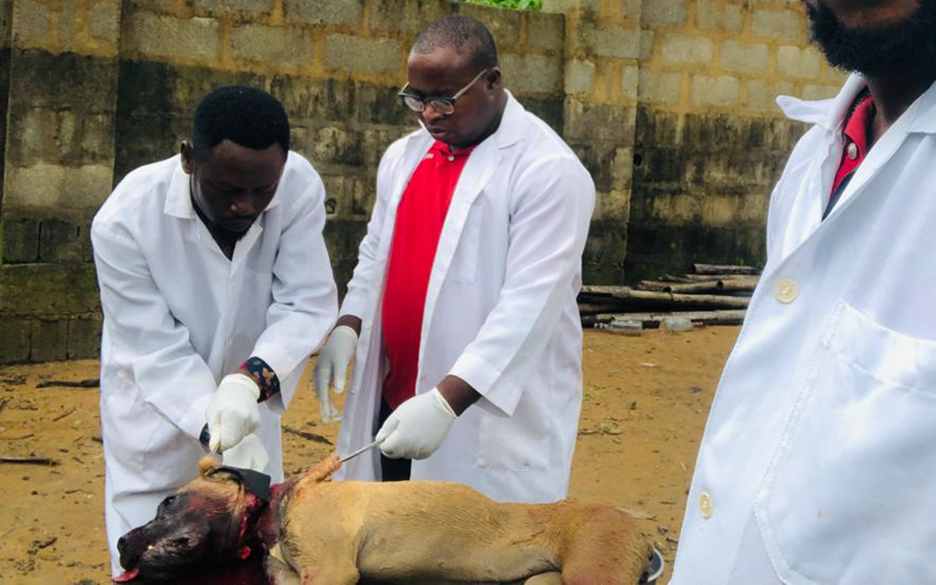 Veterinary doctors collecting brain sample from a suspected rabid dog for testing in Cross River State. August 2023.