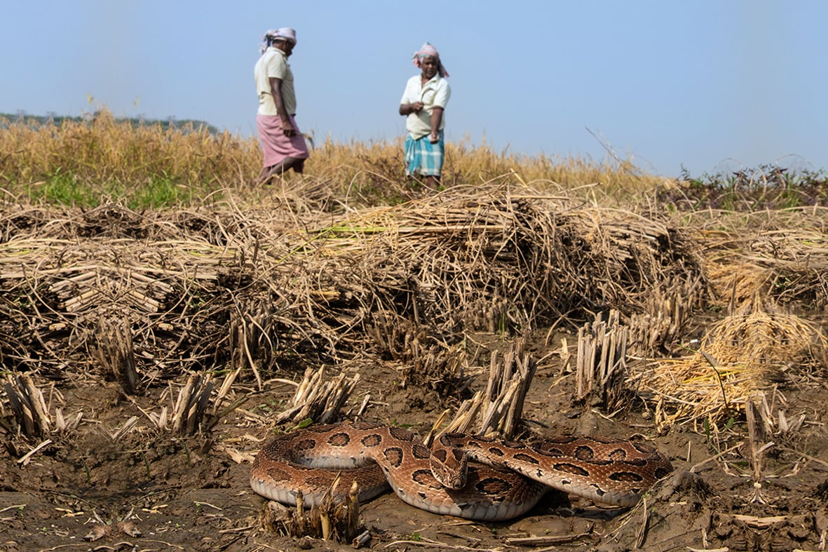 Close contact between venomous snakes and people during agricultural activities is a leading cause of snakebite envenoming in the South-East Asian region.